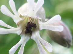 Microbotryum silenes-inflatae