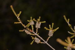 Melaleuca scitula