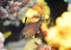 Pempheris multiradiata