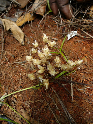 Geosiris albiflora image