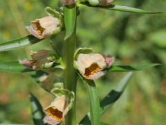 Digitalis ferruginea