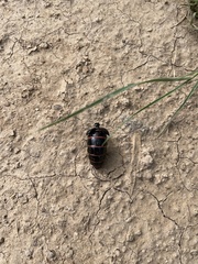Megetra