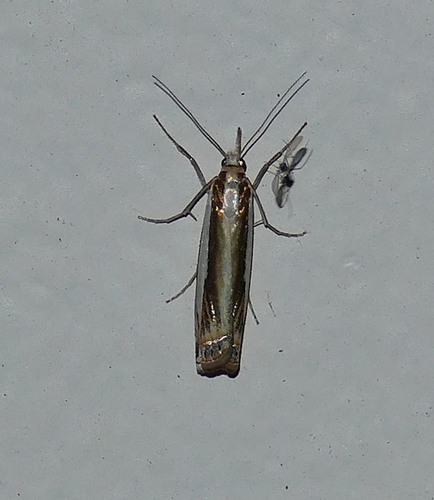 Crambus cyrilellus photo 3