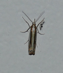 Crambus cyrilellus