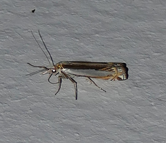 Crambus cyrilellus