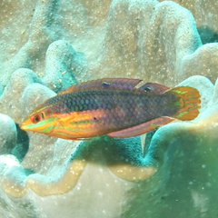 Halichoeres biocellatus