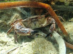 Nectocarcinus integrifrons