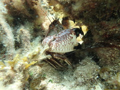 Nectocarcinus integrifrons