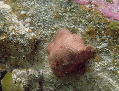 Meridiastra medius