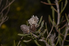 Petrophile linearis