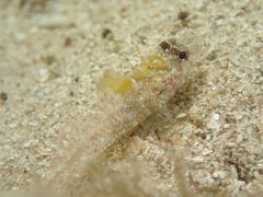 Nesogobius pulchellus