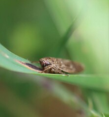 Allygidius atomarius