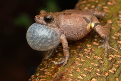 Raorchestes tuberohumerus