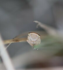 Athysanus argentarius