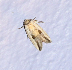 Strotihypera