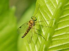 Chrysopilus asiliformis