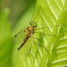 Little Snipefly - Photo (c) James McCulloch, some rights reserved (CC BY-NC), uploaded by James McCulloch