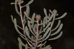 Petrophile linearis