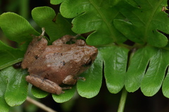 Raorchestes tuberohumerus