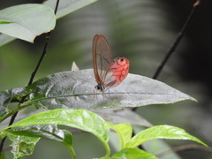 Cithaerias cliftoni