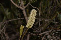 Grevillea synapheae