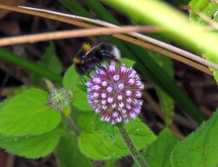 Bombus ruderatus