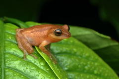Raorchestes luteolus