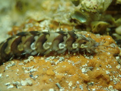 Lepidonotus melanogrammus