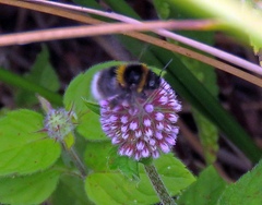 Bombus ruderatus