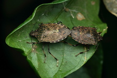 Halyomorpha picus