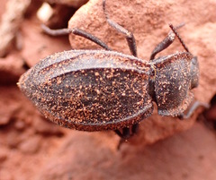 Philolithus sordidus