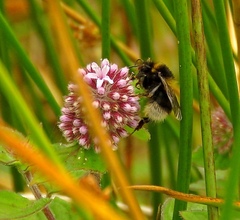 Bombus ruderatus
