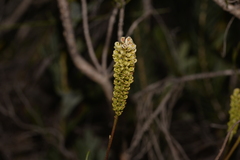 Grevillea synapheae