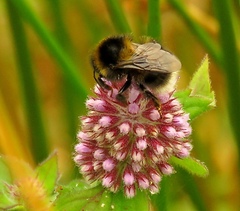 Bombus ruderatus