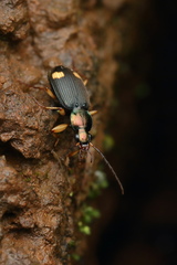 Chlaenius bioculatus