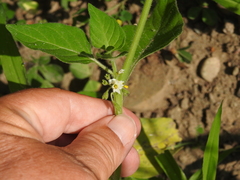 Solanum physalifolium nitidibaccatum