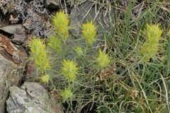 Castilleja puberula