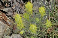 Castilleja puberula