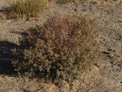 Baccharis linearifolia
