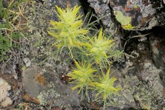 Castilleja puberula