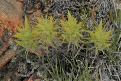 Castilleja puberula