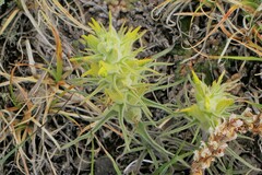 Castilleja puberula