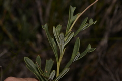 Grevillea synapheae
