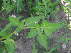 Solanum physalifolium nitidibaccatum