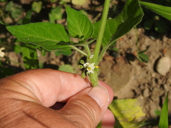 Solanum physalifolium nitidibaccatum