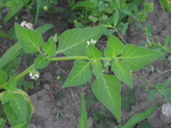 Solanum physalifolium nitidibaccatum