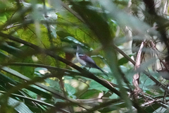 Symposiachrus guttula