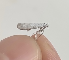 Yponomeuta evonymella