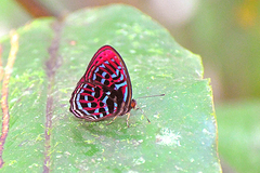 Paralaxita damajanti