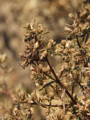 Baccharis linearifolia